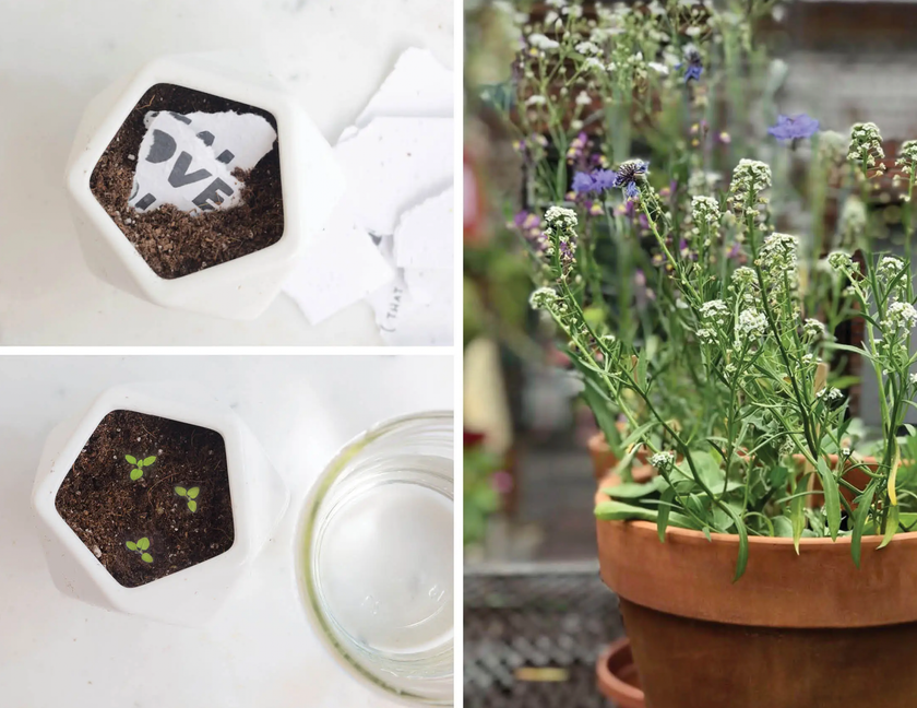 How Is Your Heart Plantable Wildflower Seed Card