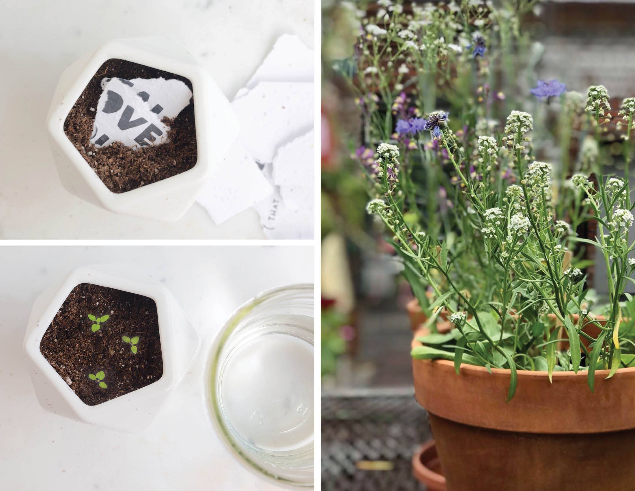 This Is Big Plantable Wildflower Seed Card